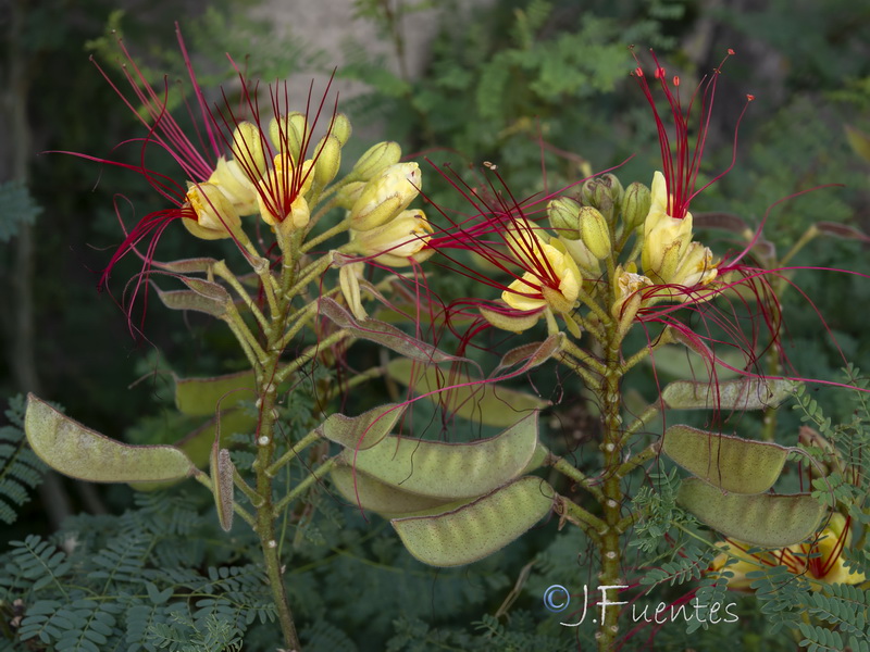 Caesalpinia gilliesii.09