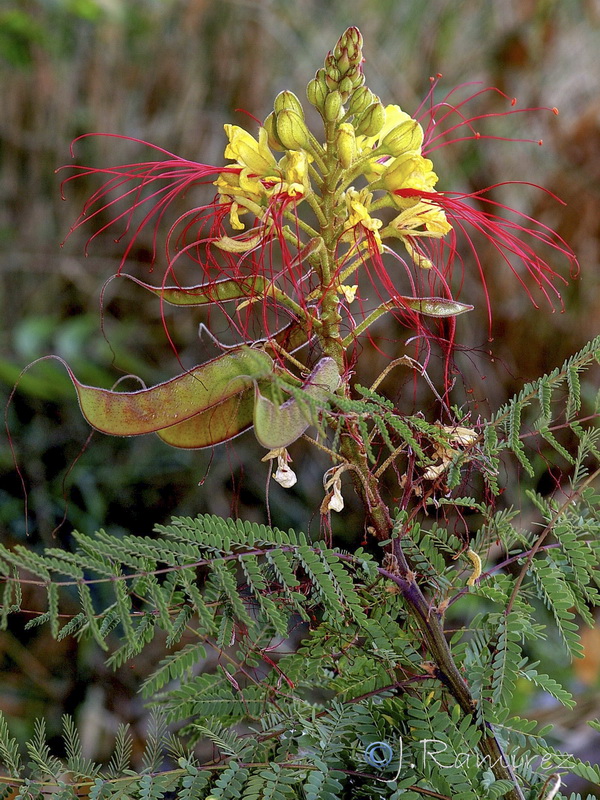 Caesalpinia gilliesii.04