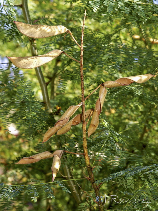 Caesalpinia gilliesii.06