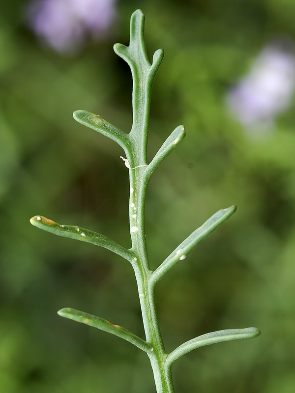 Cakile maritima maritima.03