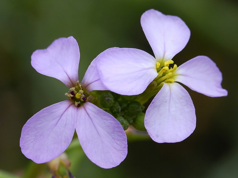 Cakile maritima maritima.10