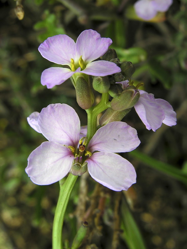 Cakile maritima maritima.13