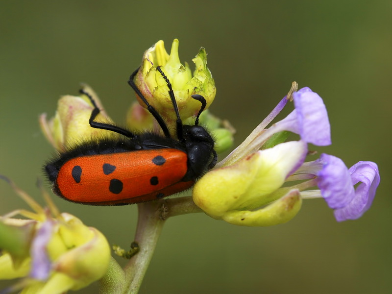 Cakile maritima maritima.14