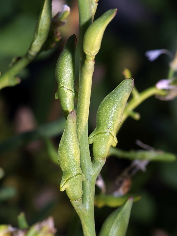 Cakile maritima maritima.17