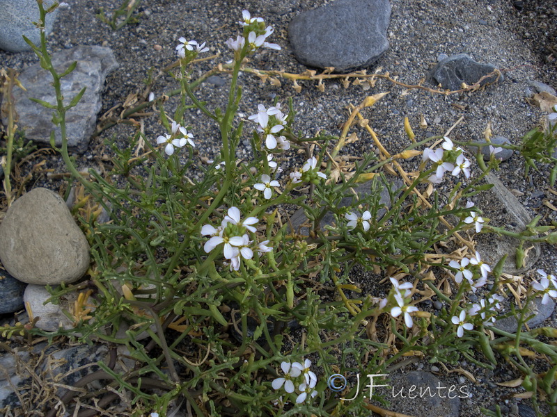 Cakile maritima maritima.26