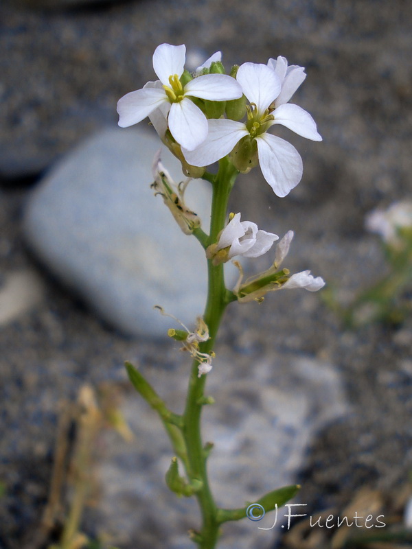 Cakile maritima maritima.27