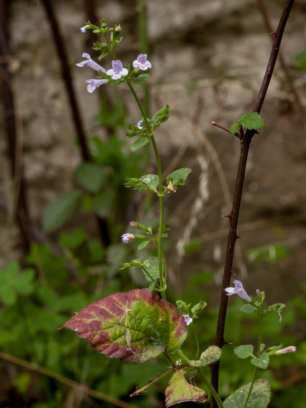 Calamintha nepeta nepeta.01