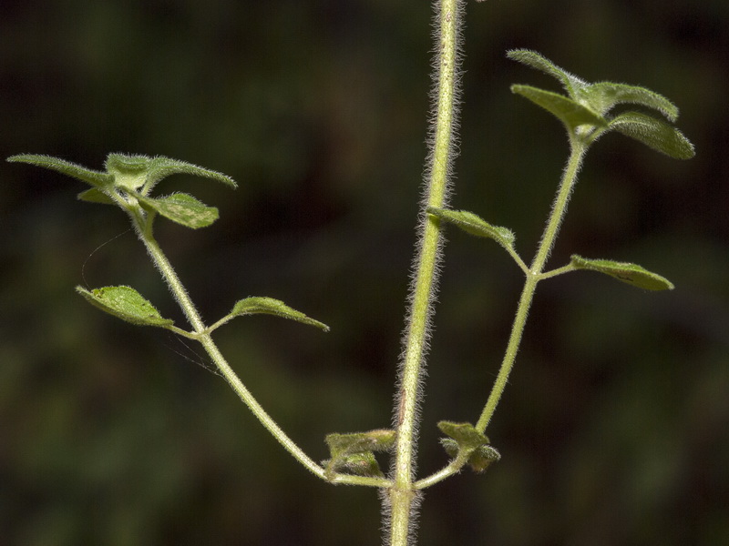 Calamintha nepeta nepeta.02