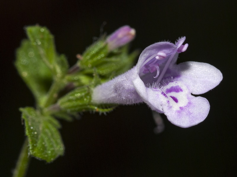 Calamintha nepeta nepeta.08