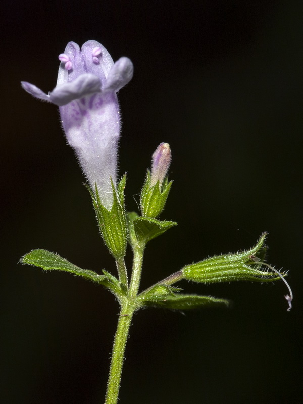 Calamintha nepeta nepeta.10