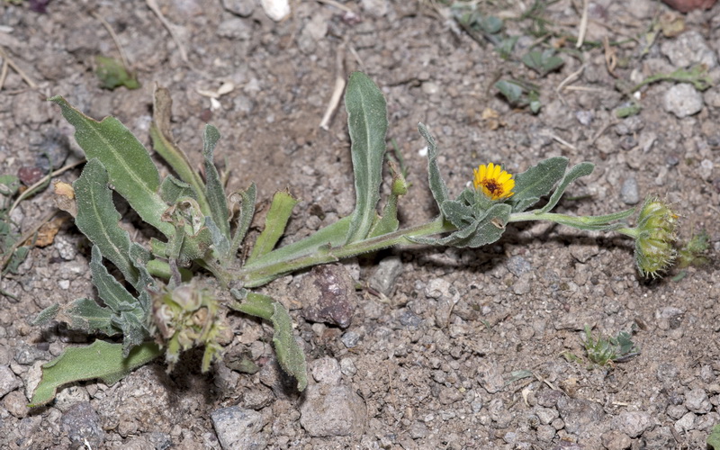 Calendula aegyptiaca.01