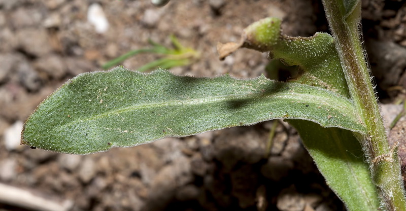 Calendula aegyptiaca.02