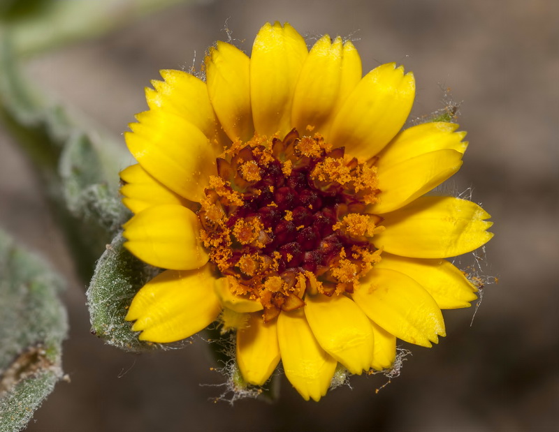 Calendula aegyptiaca.08