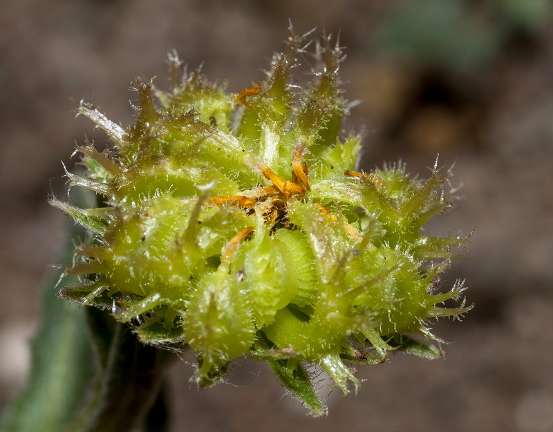 Calendula aegyptiaca.10