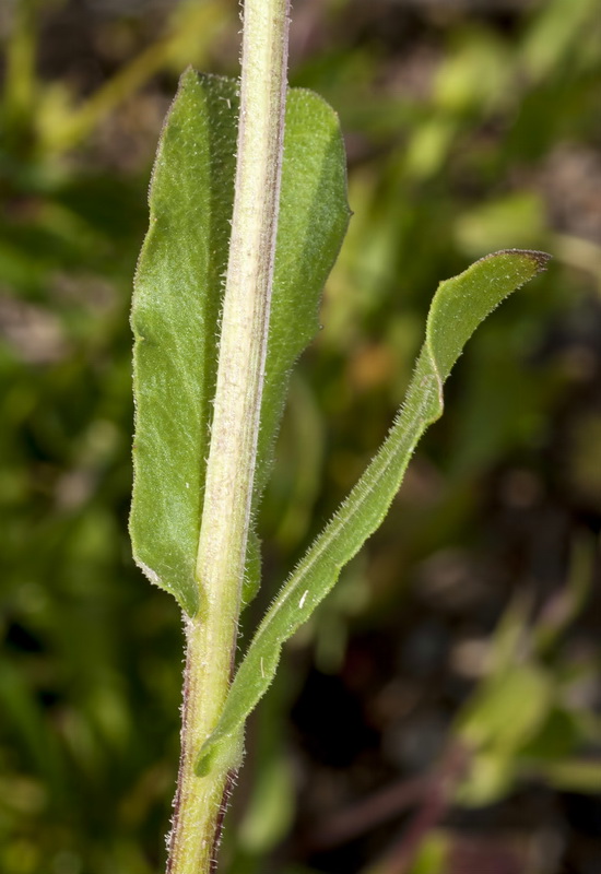 Calendula arvensis arvensis.03