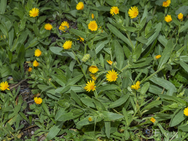 Calendula arvensis arvensis.08