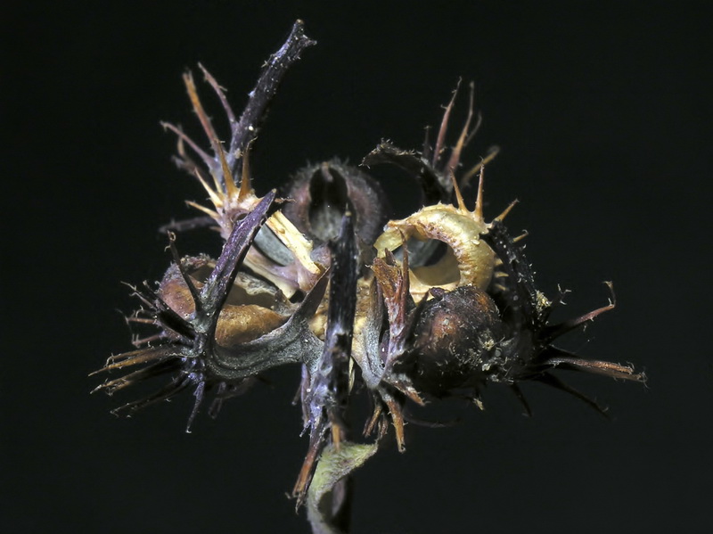 Calendula arvensis arvensis.13