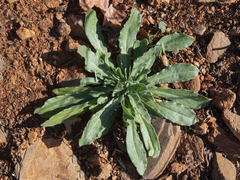 Calendula arvensis arvensis.16