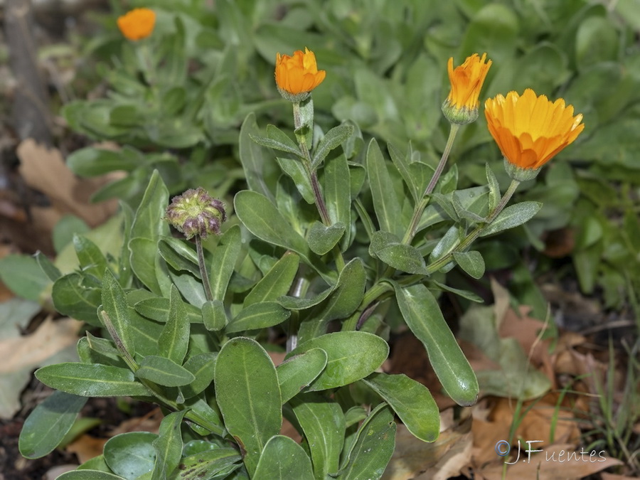 Calendula officinalis.01b