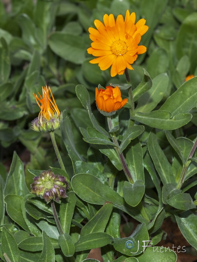 Calendula officinalis.02b