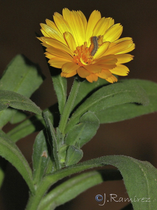 Calendula officinalis.04