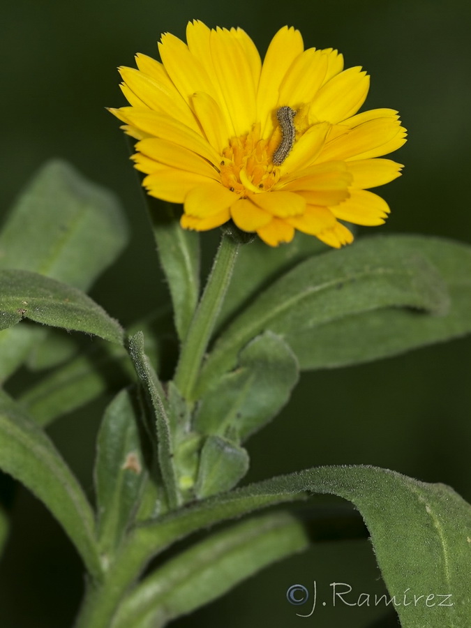 Calendula officinalis.04b