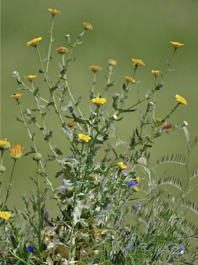 Calendula officinalis.05b