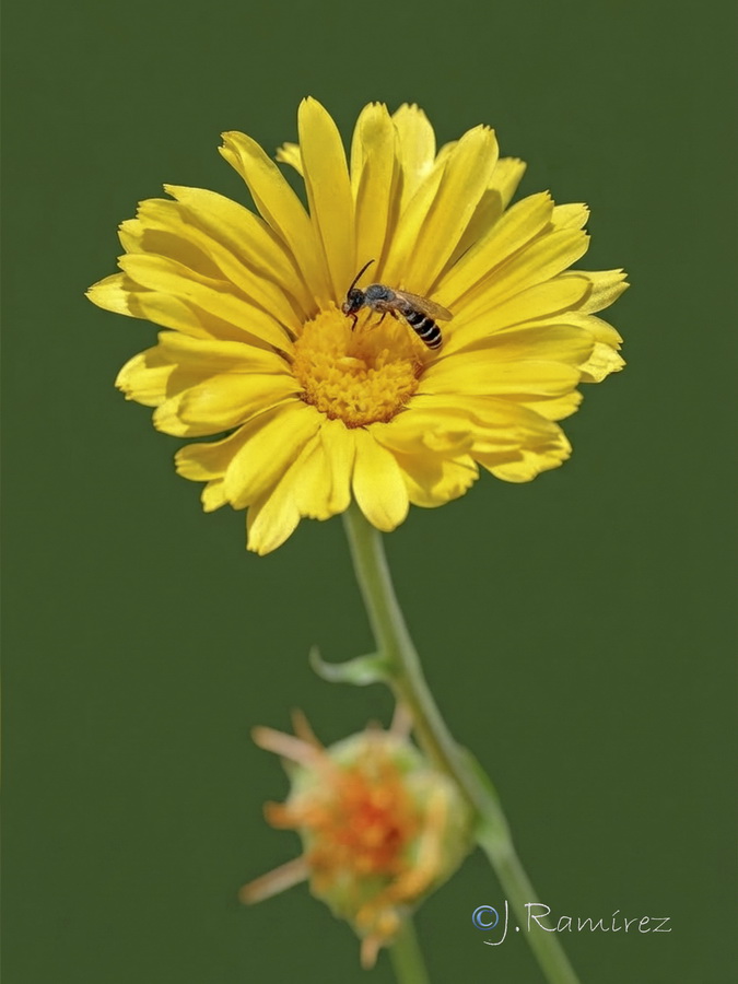 Calendula officinalis.06b