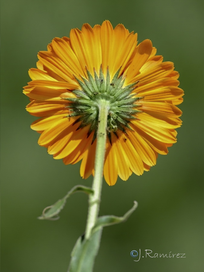 Calendula officinalis.07b