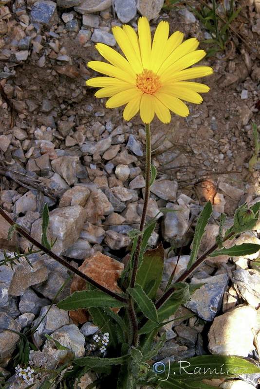 Calendula suffruticosa greuteri.02