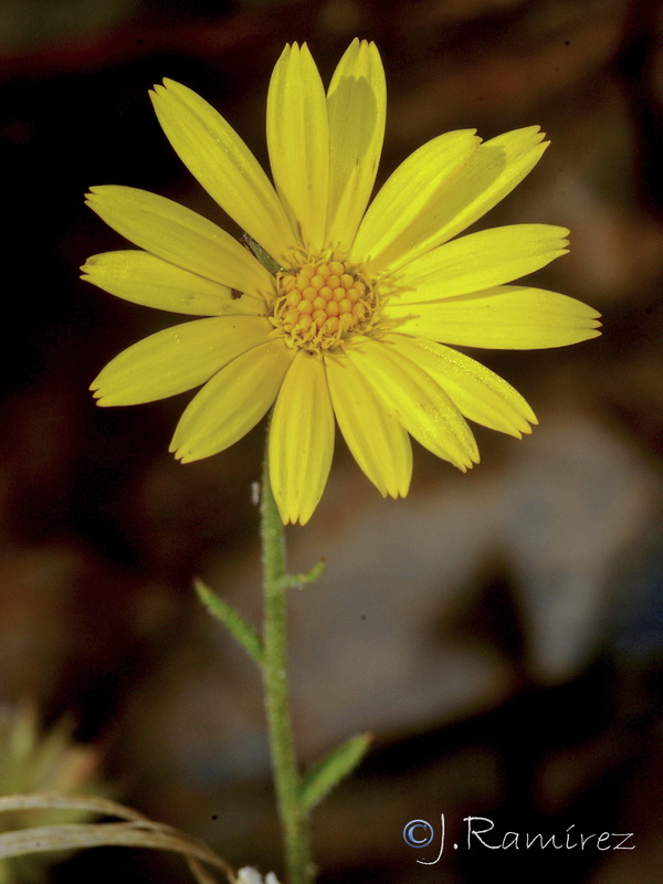 Calendula suffruticosa greuteri.05