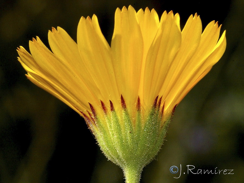 Calendula suffruticosa greuteri.09