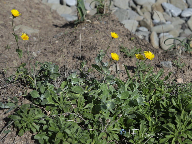 Calendula suffruticosa marginata.01