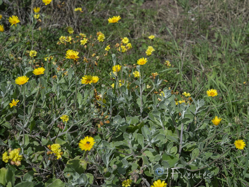 Calendula suffruticosa marginata.02