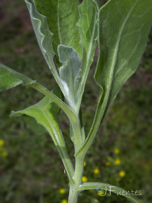 Calendula suffruticosa marginata.04