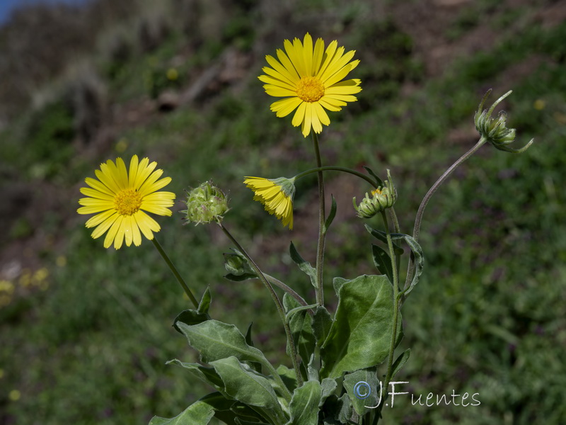 Calendula suffruticosa marginata.05