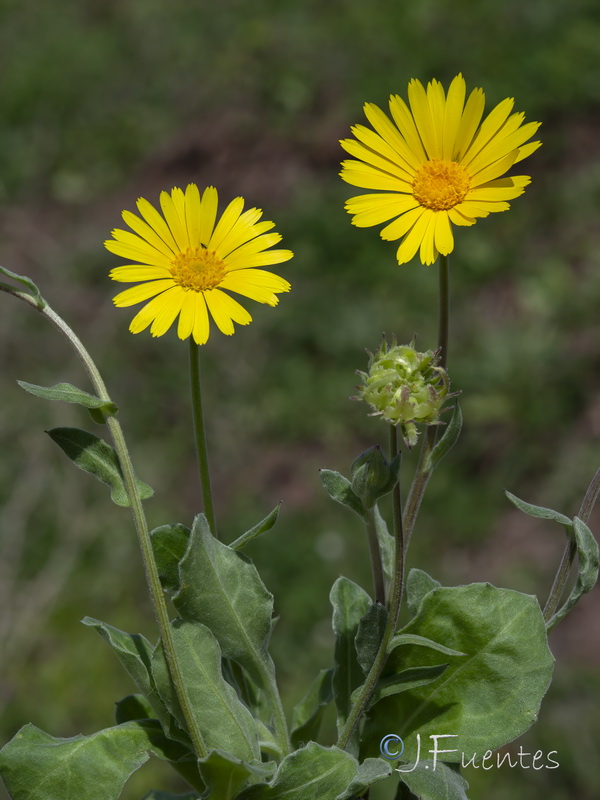 Calendula suffruticosa marginata.06