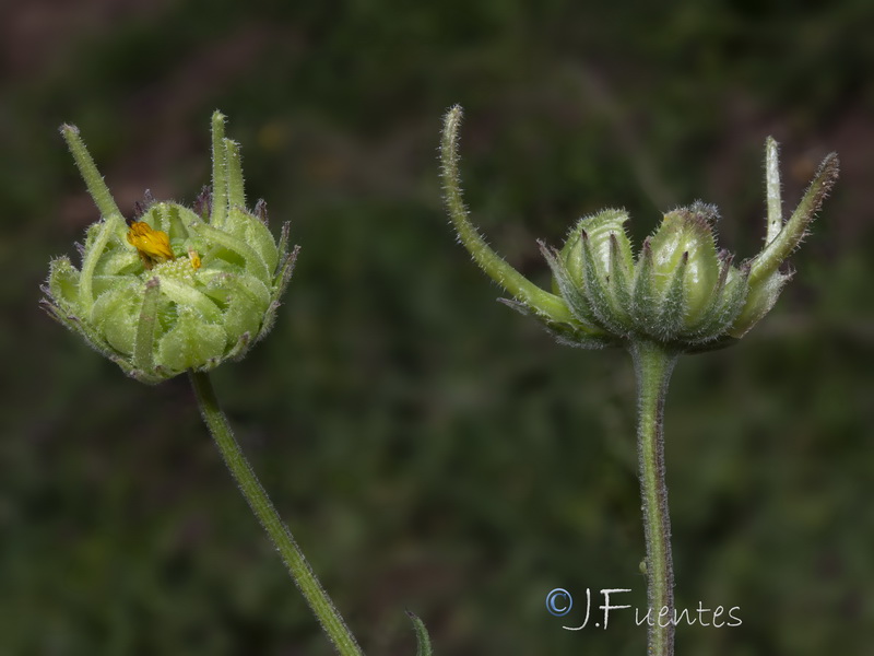 Calendula suffruticosa marginata.07