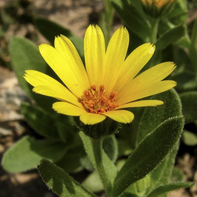 Calendula suffruticosa suffruticosa.01