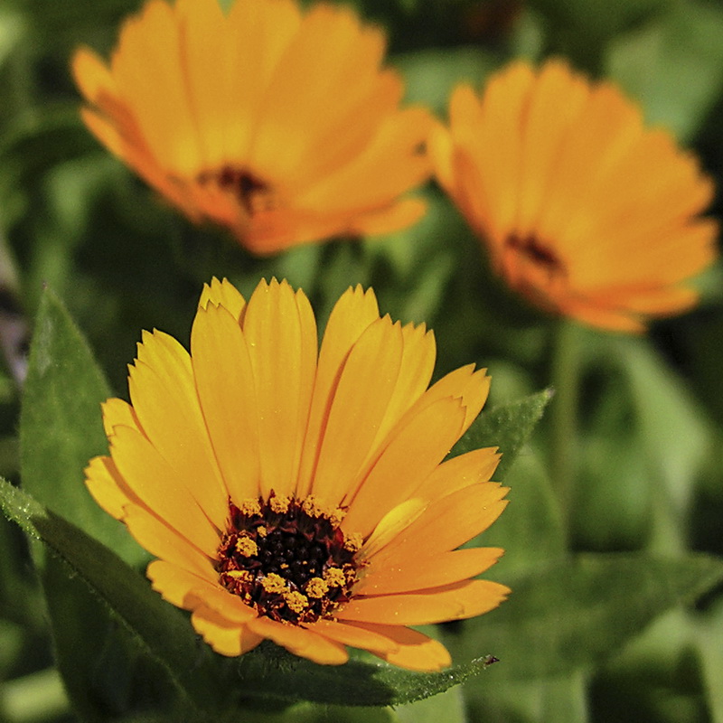 Calendula suffruticosa suffruticosa.02