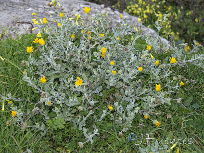 Calendula suffruticosa tomentosa.01