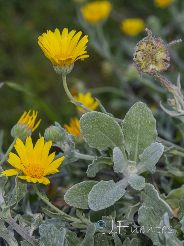 Calendula suffruticosa tomentosa.08