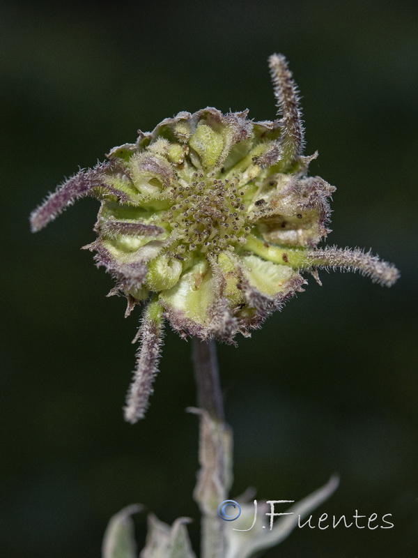 Calendula suffruticosa tomentosa.12