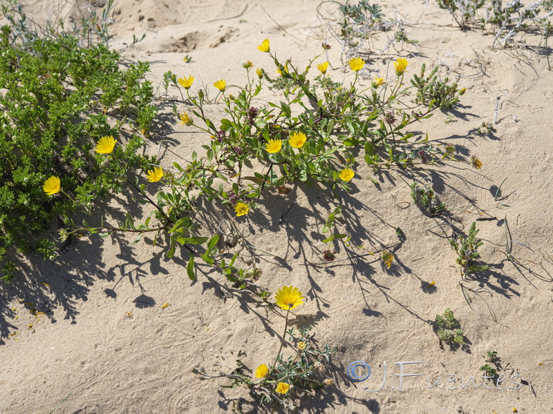 Calendula suffruticosa trialata.01