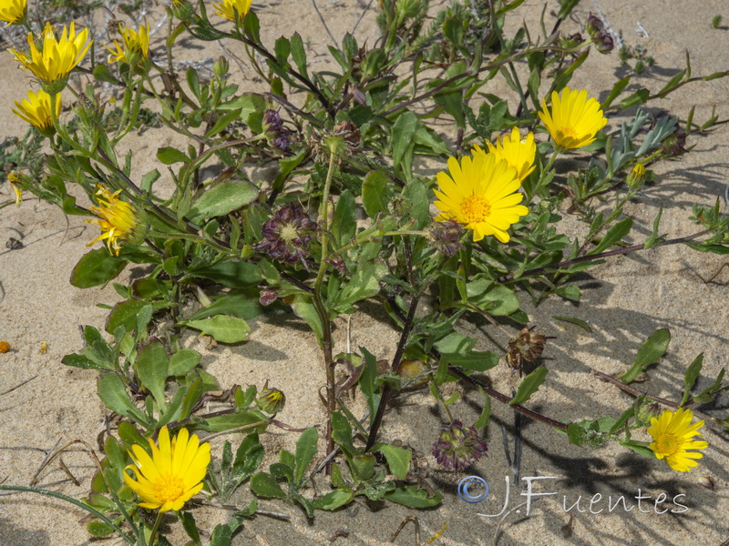 Calendula suffruticosa trialata.02