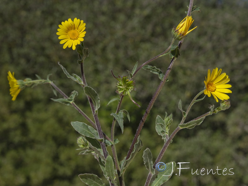 Calendula suffruticosa vejerensis.07