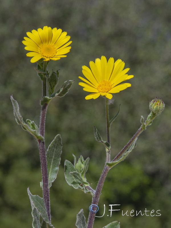 Calendula suffruticosa vejerensis.08