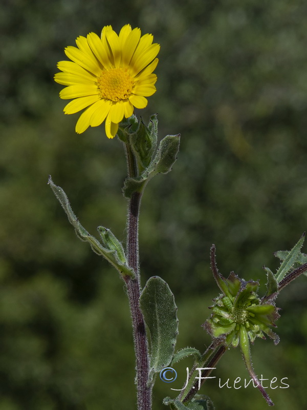 Calendula suffruticosa vejerensis.09