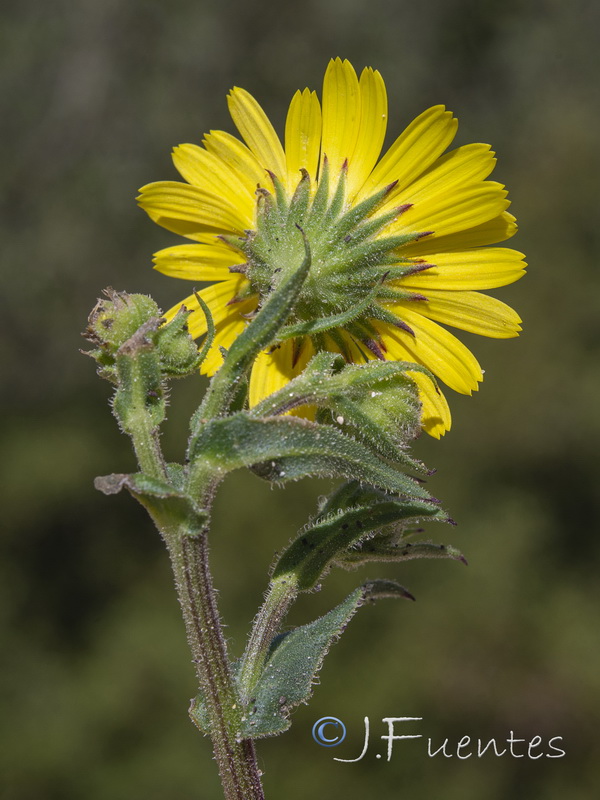 Calendula suffruticosa vejerensis.11