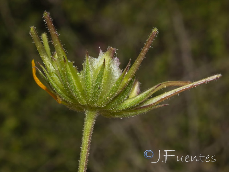 Calendula suffruticosa vejerensis.14